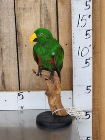 Male Eclectus Parrot Full Body Bird Taxidermy