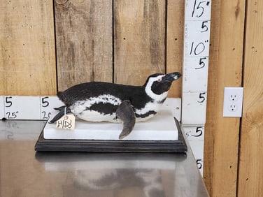 Magellanic Penguin Full Body Bird Taxidermy