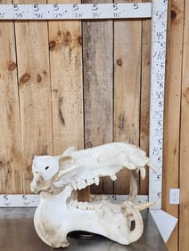 Deformed Hippopotamus Skull Taxidermy
