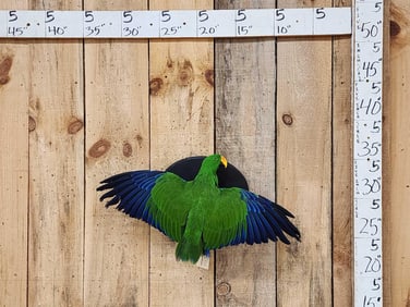 Male Eclectus Parrot In Flight Bird Taxidermy