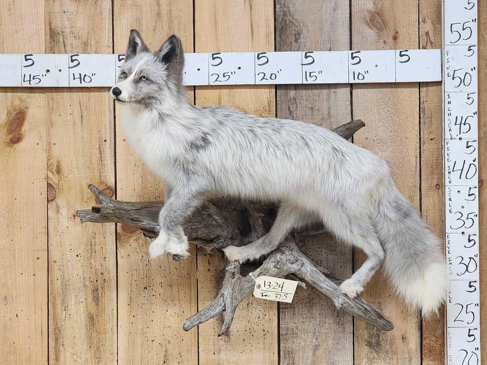 Silver Marble Ranch Fox Full Body Taxidermy Mount (1 of 5)