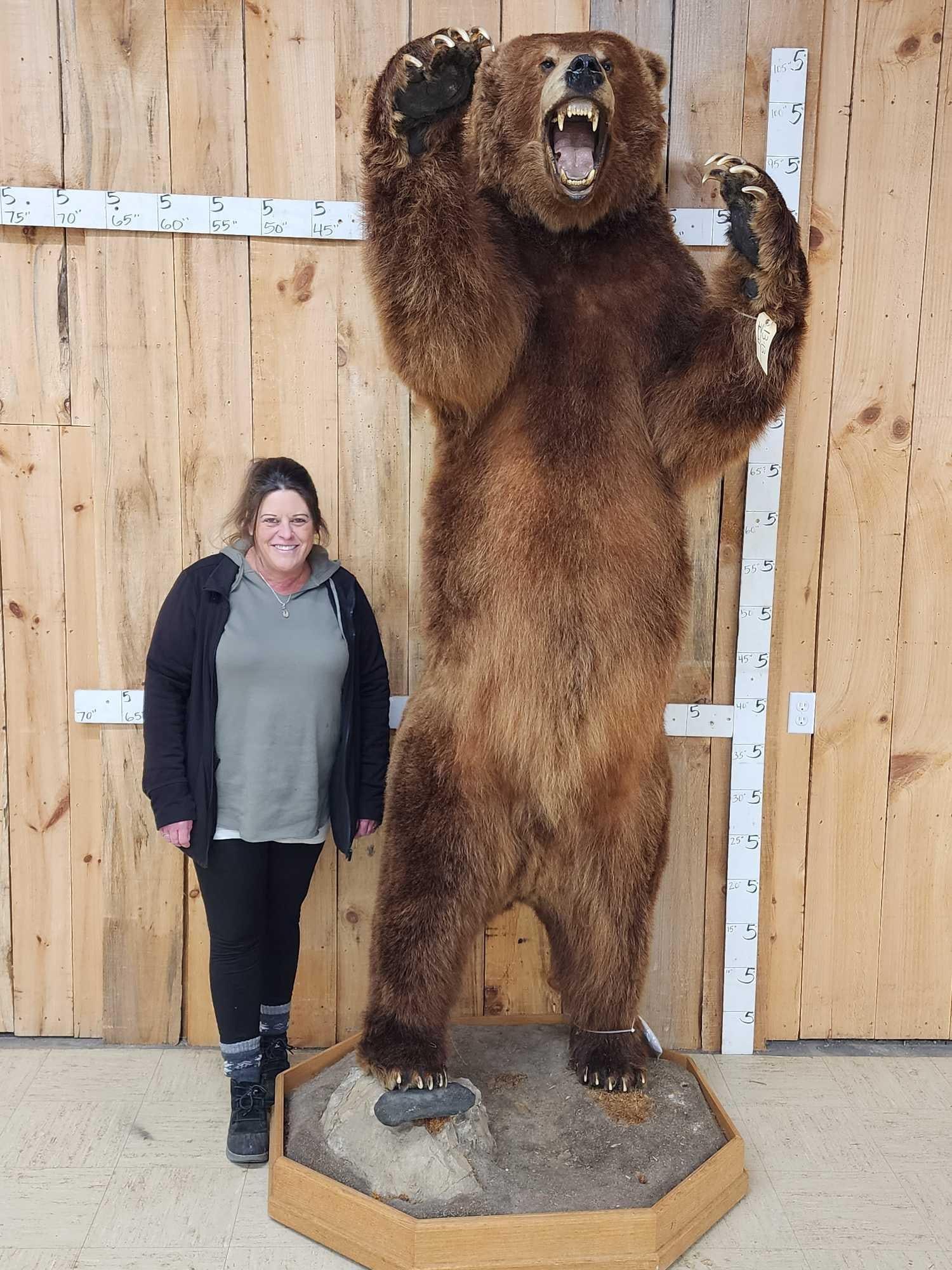 Big Russian Brown Bear Full Body Taxidermy Mount (1 of 14)