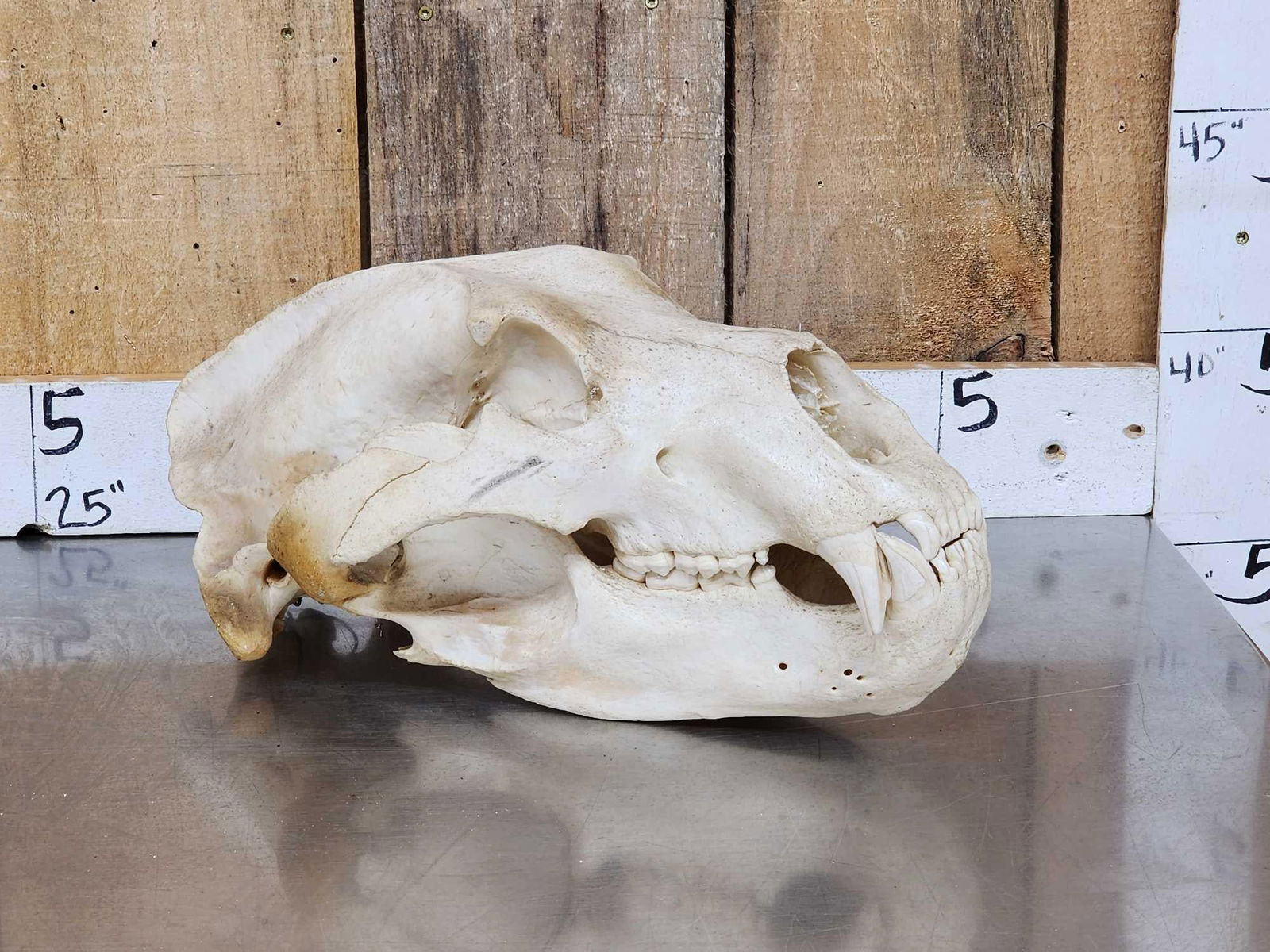 BIG Russian Brown Bear Skull Taxidermy (1 of 8)