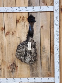 Emu Shoulder Mount Bird Taxidermy