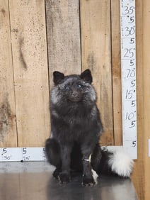 Silver Fox Full Body Taxidermy Mount