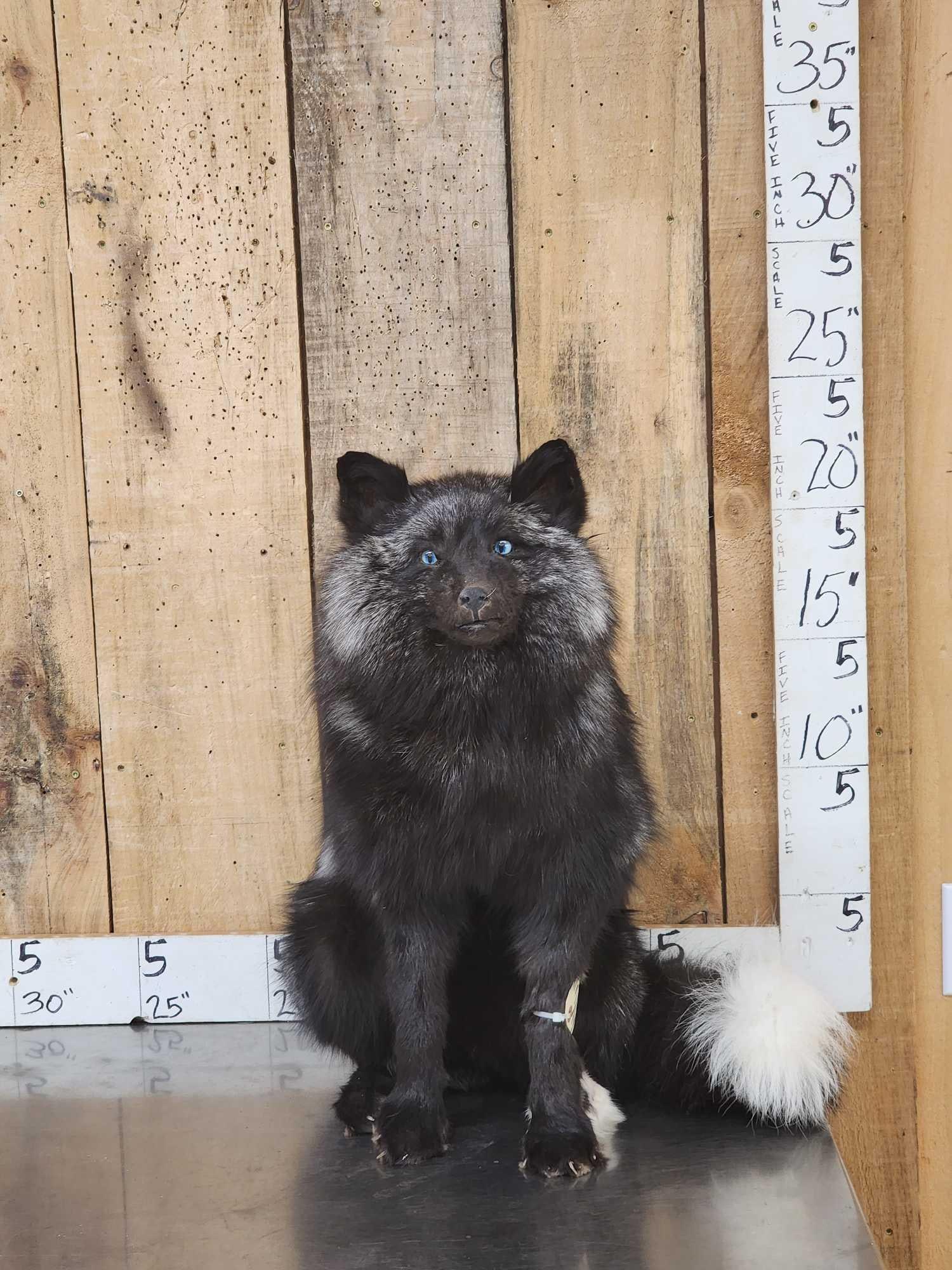 Silver Fox Full Body Taxidermy Mount (1 of 4)