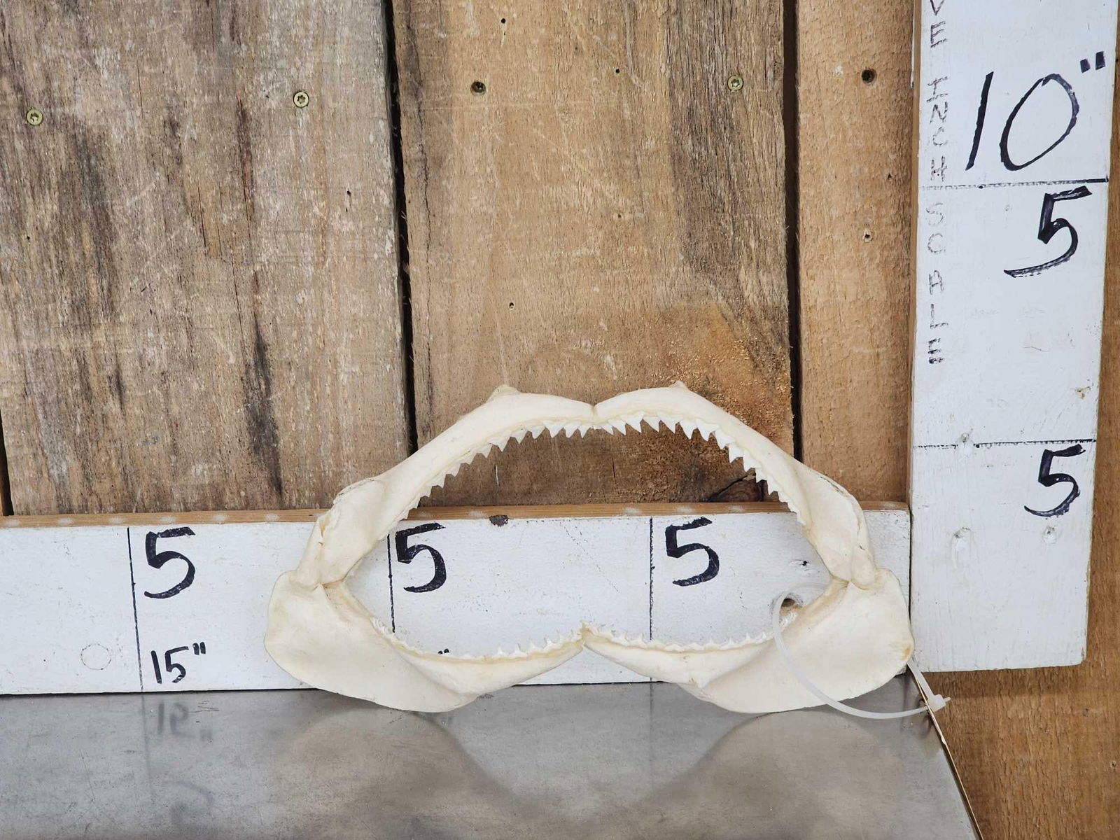 Mako Shark Jaws Taxidermy (1 of 4)