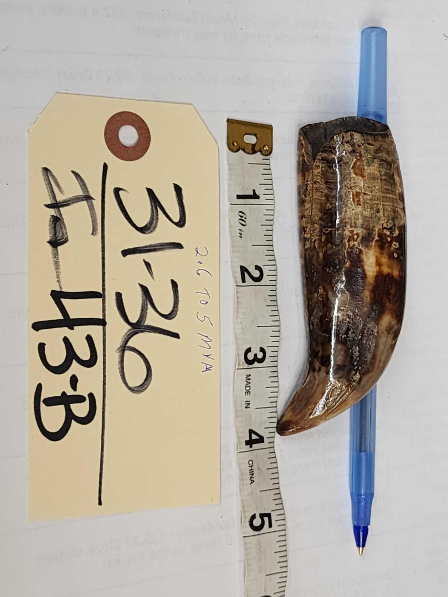 Ancient Fossilized Killer Whale Tooth (1 of 6)