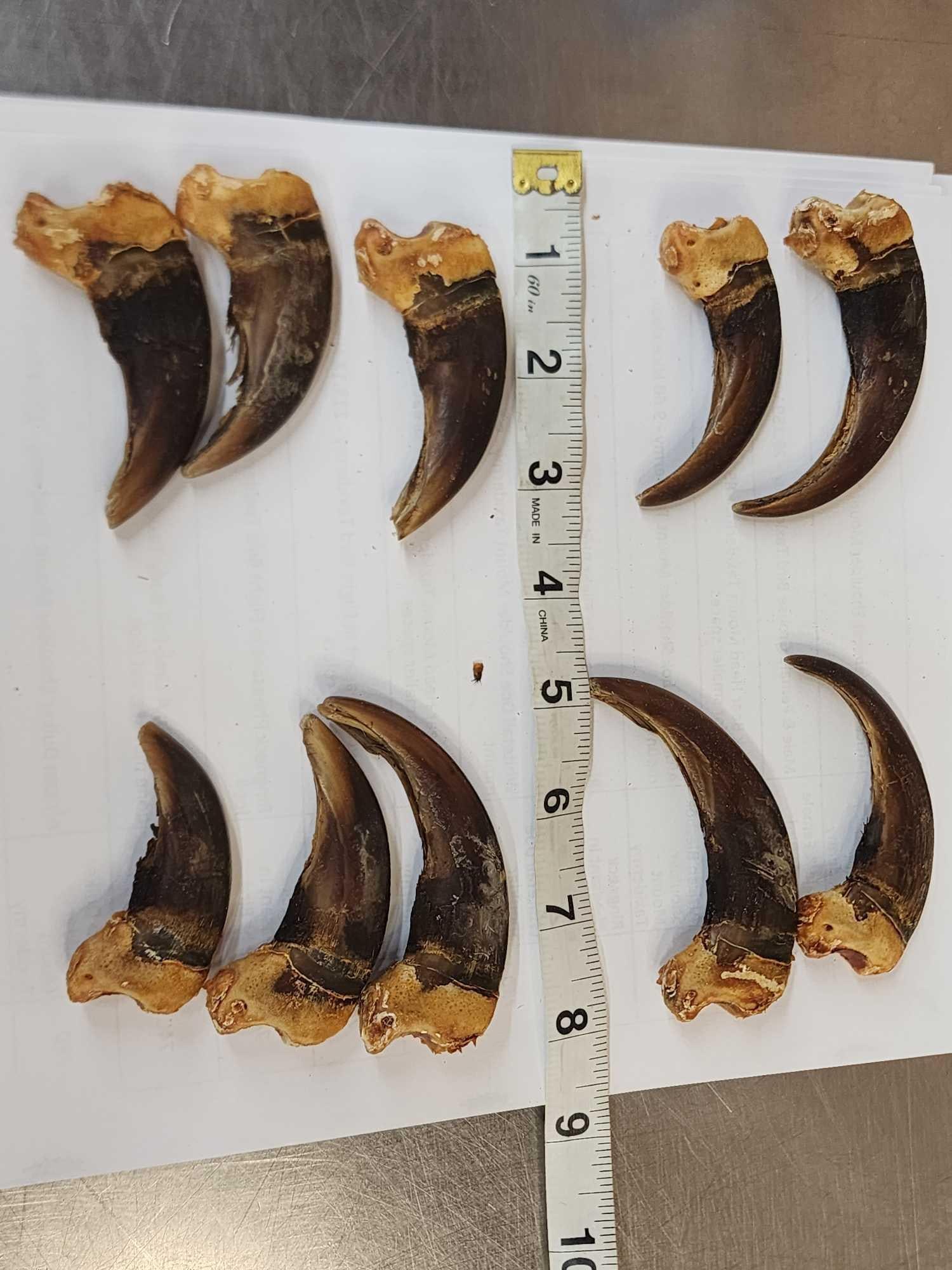 Set Of 10 Front Grizzly Bear Claws Taxidermy: 13.77 Big claws Salvaged from an old mount harvested in 1963 great for crafts or jewelry