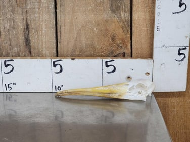 African Yellow Billed Stork Skull Taxidermy
