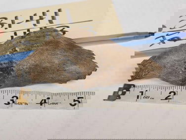 Ancient Fossilized Sperm Whale Tooth