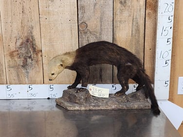 South American Tayra Full Body Taxidermy Mount