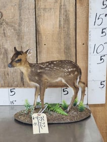 Baby Roe Deer Fawn Full Body Taxidermy Mount