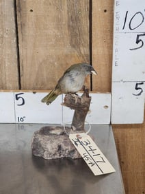 Female Sierra Finch Full Body Bird Taxidermy