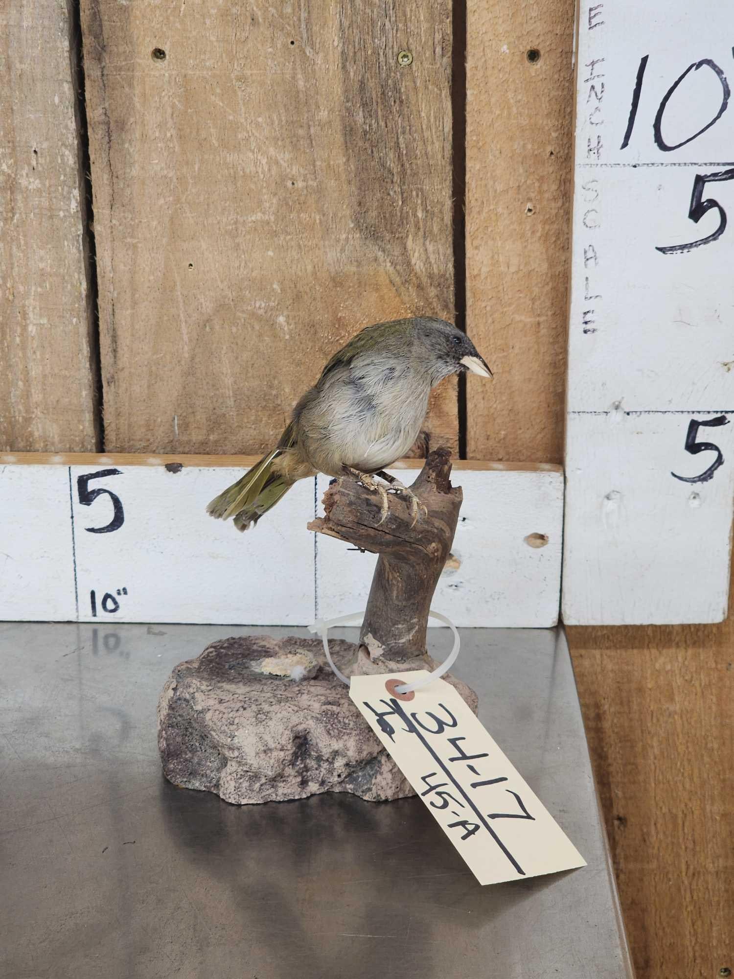 Female Sierra Finch Full Body Bird Taxidermy (1 of 5)