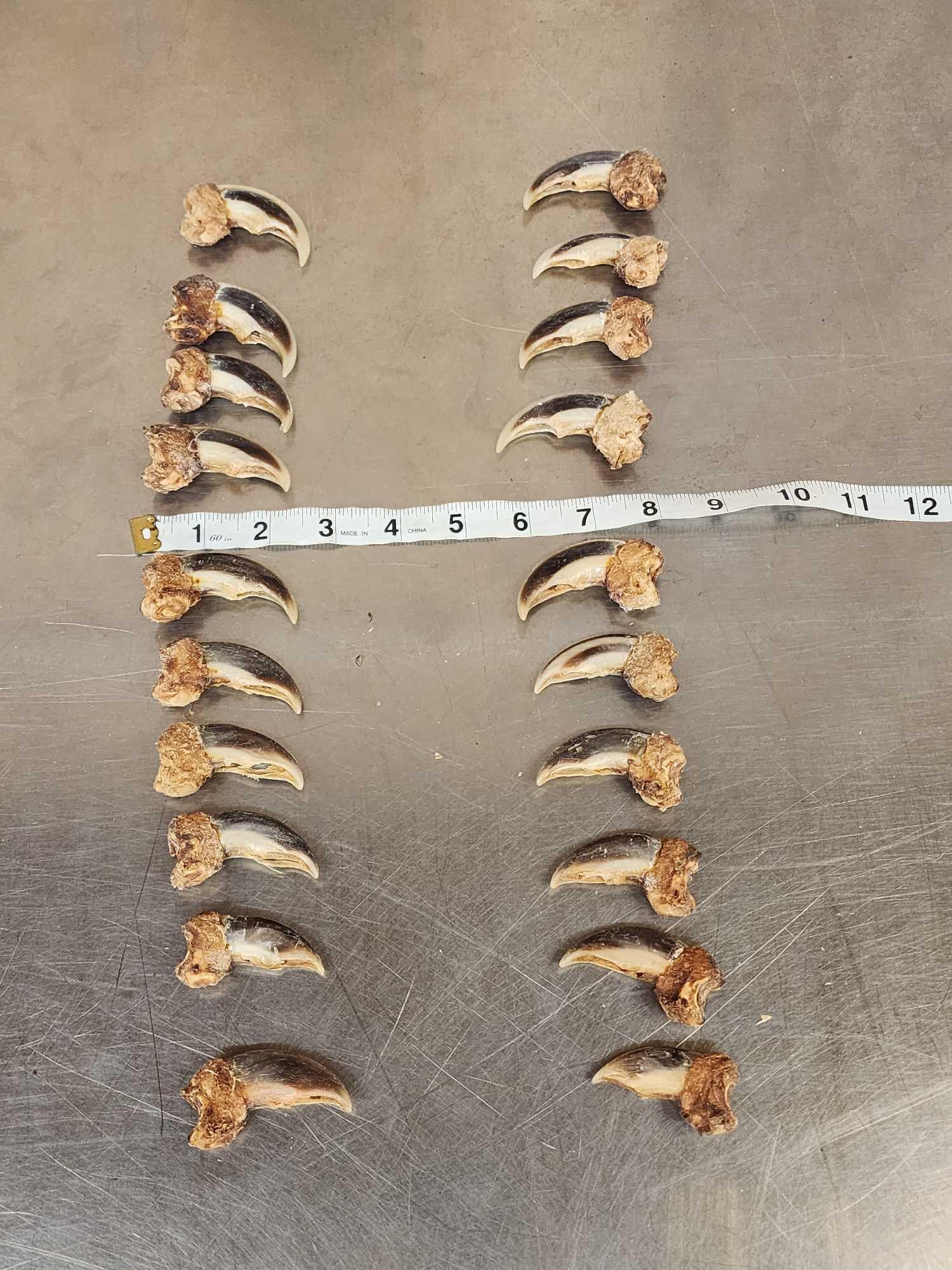 Complete Set Of 20 Polar Bear Claws Taxidermy: 31.15 All big claws with spectacular colors this set of claws were Salvaged from an old rug harvested in Point Hope Alaska in 1963 .A complete set of Polar Bear Claws are almost impossible to find as