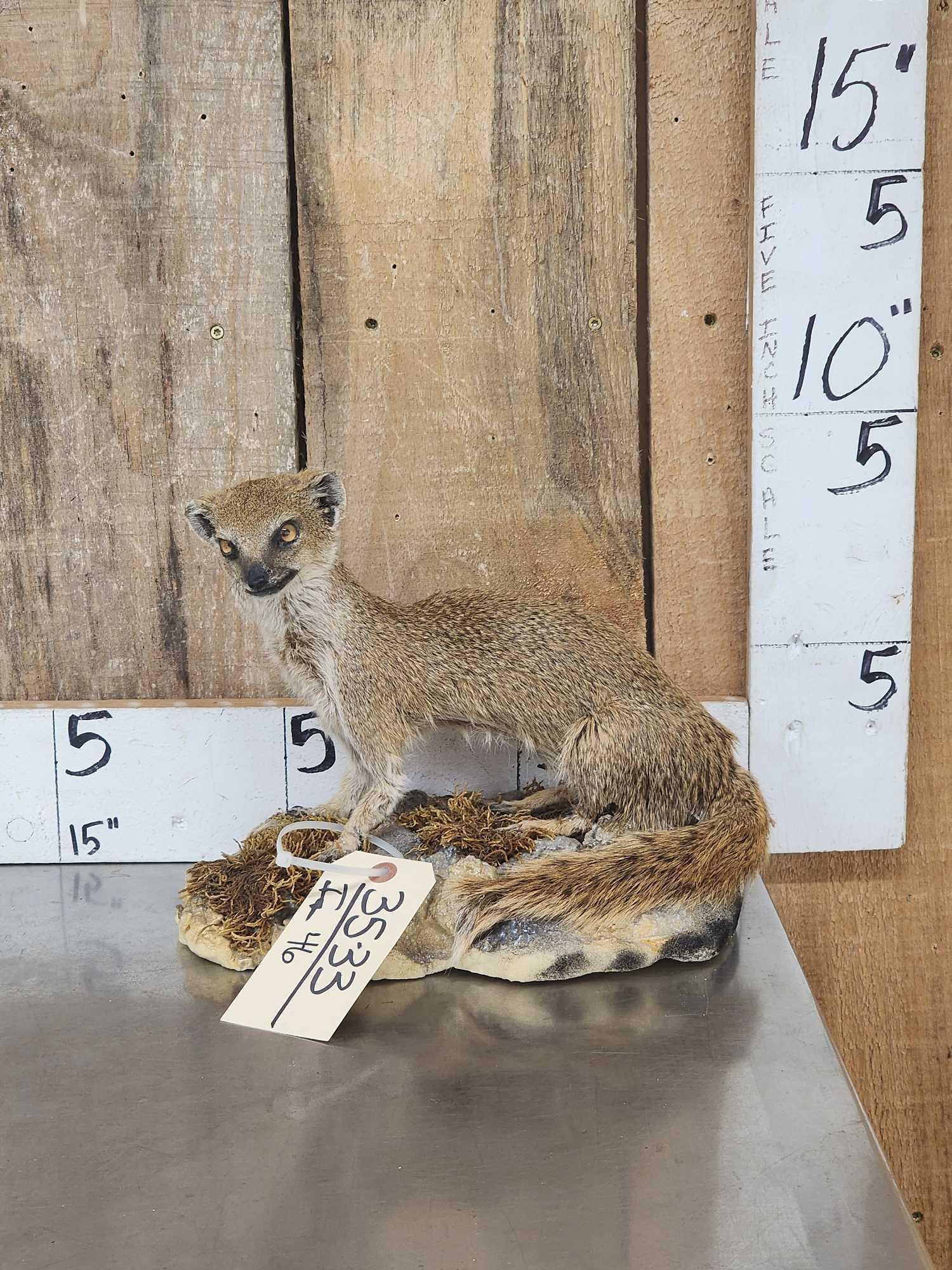 African Meerkat Full Body Taxidermy Mount (1 of 5)
