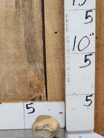 Fossilized Whale Inner Ear Bone On Host Rock