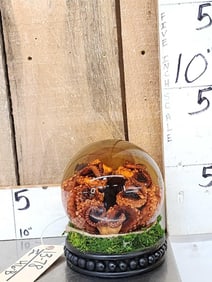 Wet Specimen Octopus In Globe Taxidermy