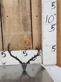 Vic Lemmon Bronze Elk Skull Sculpture