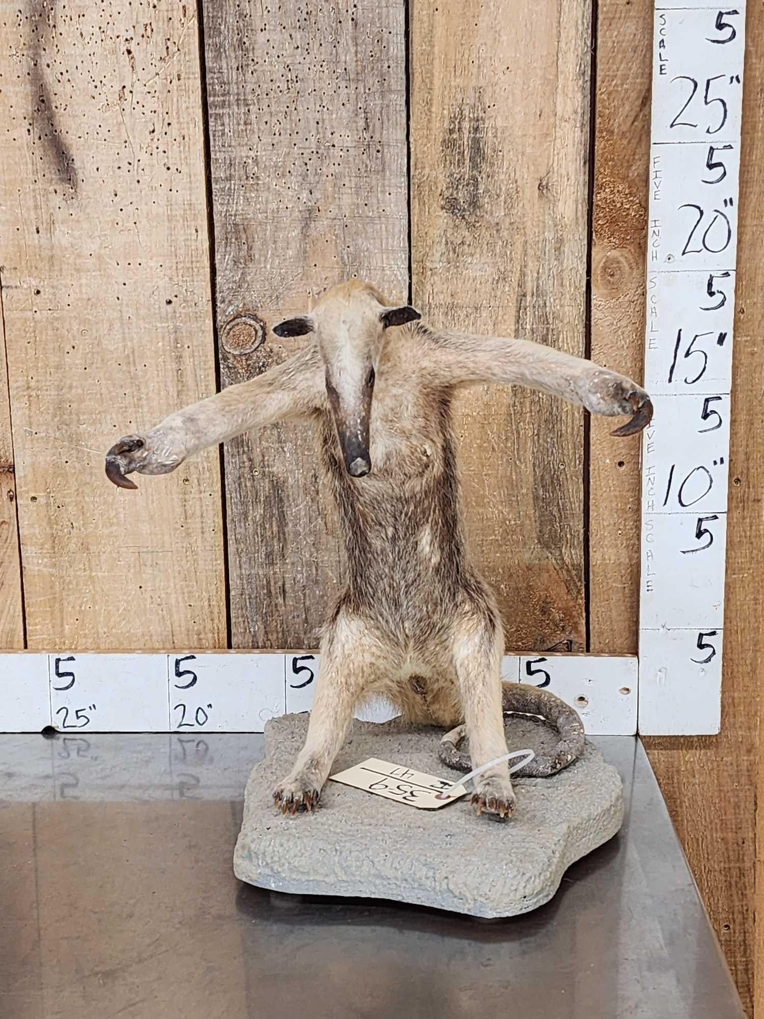 Tamandua Ant Eater Full Body Taxidermy Mount: 35.9 Great look unusual piece South America