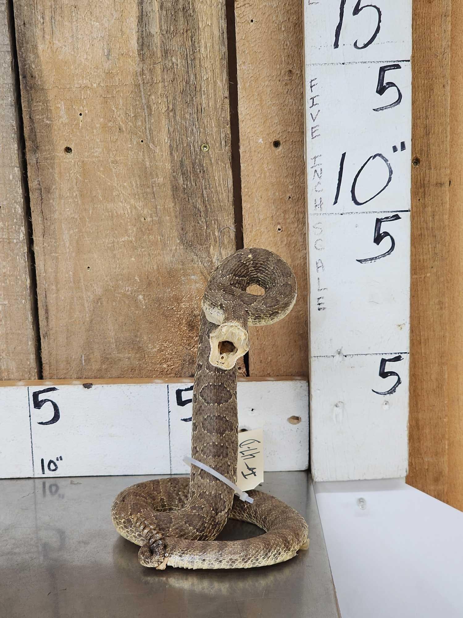 Rattlesnake Full Body Taxidermy Mount (1 of 6)