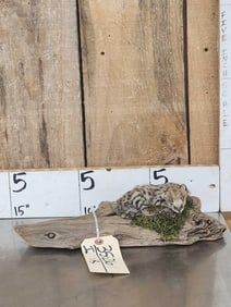 Baby African Serval Cat Full Body Taxidermy Mount