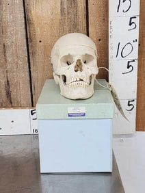 Vintage Authentic Human Skull Medical Teaching Specimen