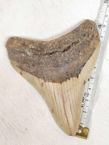 Fossilized Megalodon Shark Tooth
