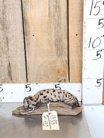 Baby Mountain Lion Cougar Full Body Taxidermy Mount