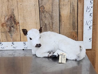 Baby British White Beef Calf Full Body Taxidermy Mount