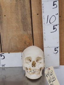 Authentic Human Skull Medical Teaching Specimen