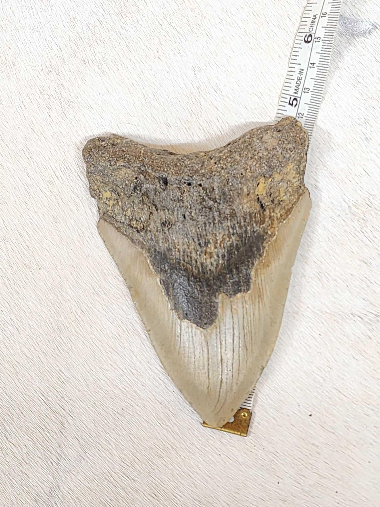 Big Fossilized Megalodon Shark Tooth (1 of 6)