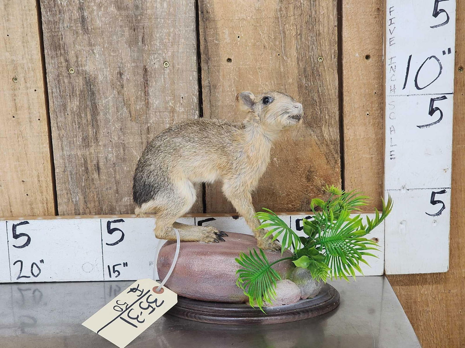 Baby Patagonian Mara Full Body Taxidermy Mount: 35.31 Unusual piece to find on habitat base