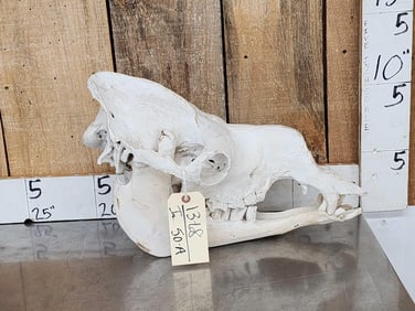 Camel Skull Taxidermy