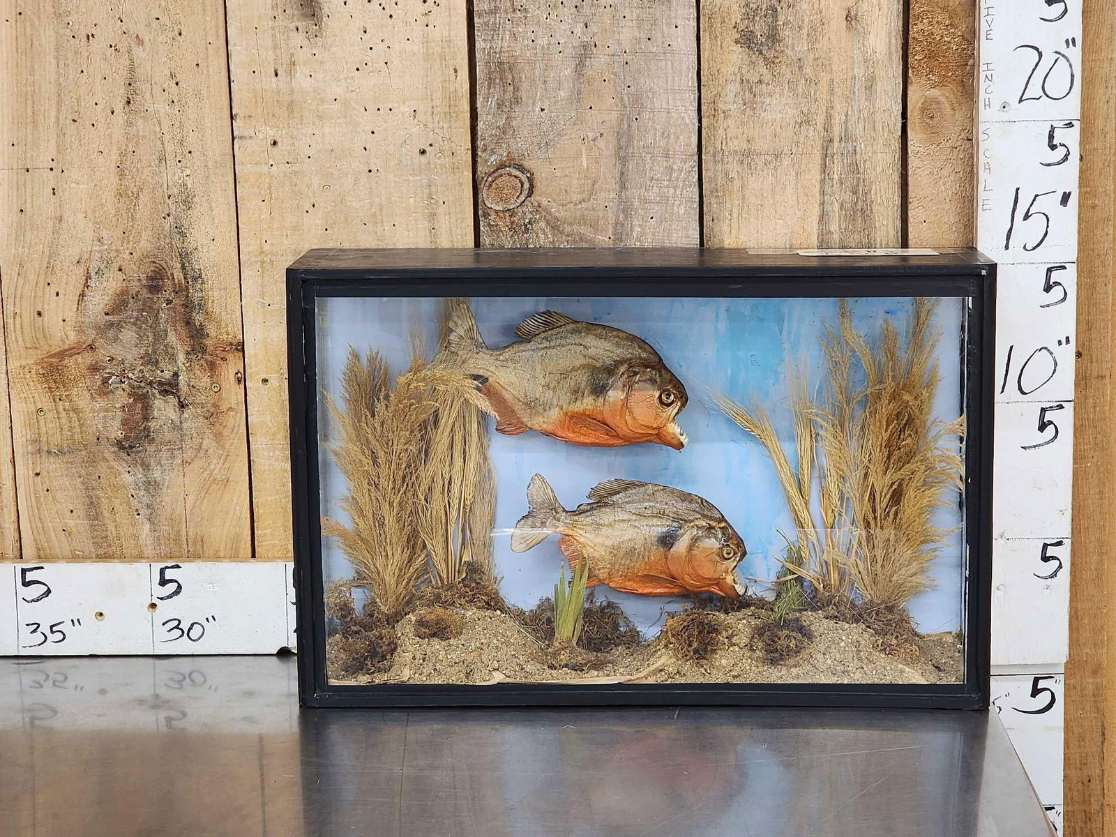 2 Red Belly Piranha Real Skin Fish Taxidermy (1 of 7)