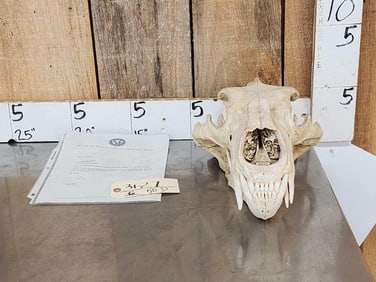 Big Polar Bear Skull Taxidermy