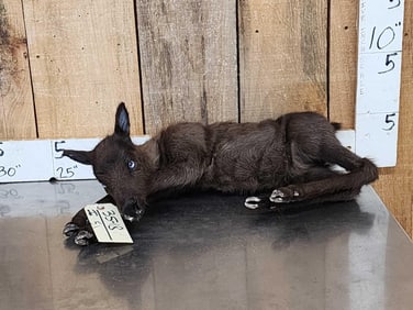 Baby Caribou Full Body Taxidermy Mount