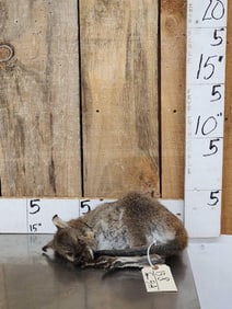 Baby Wallaby Full Body Taxidermy Mount