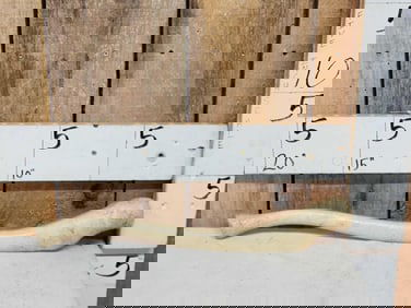 Walrus Baculum Taxidermy