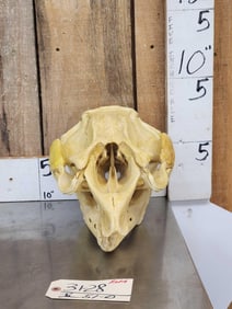 Reproduction Manatee Skull Taxidermy
