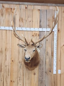 Big 6x6 Elk Shoulder Mount Taxidermy