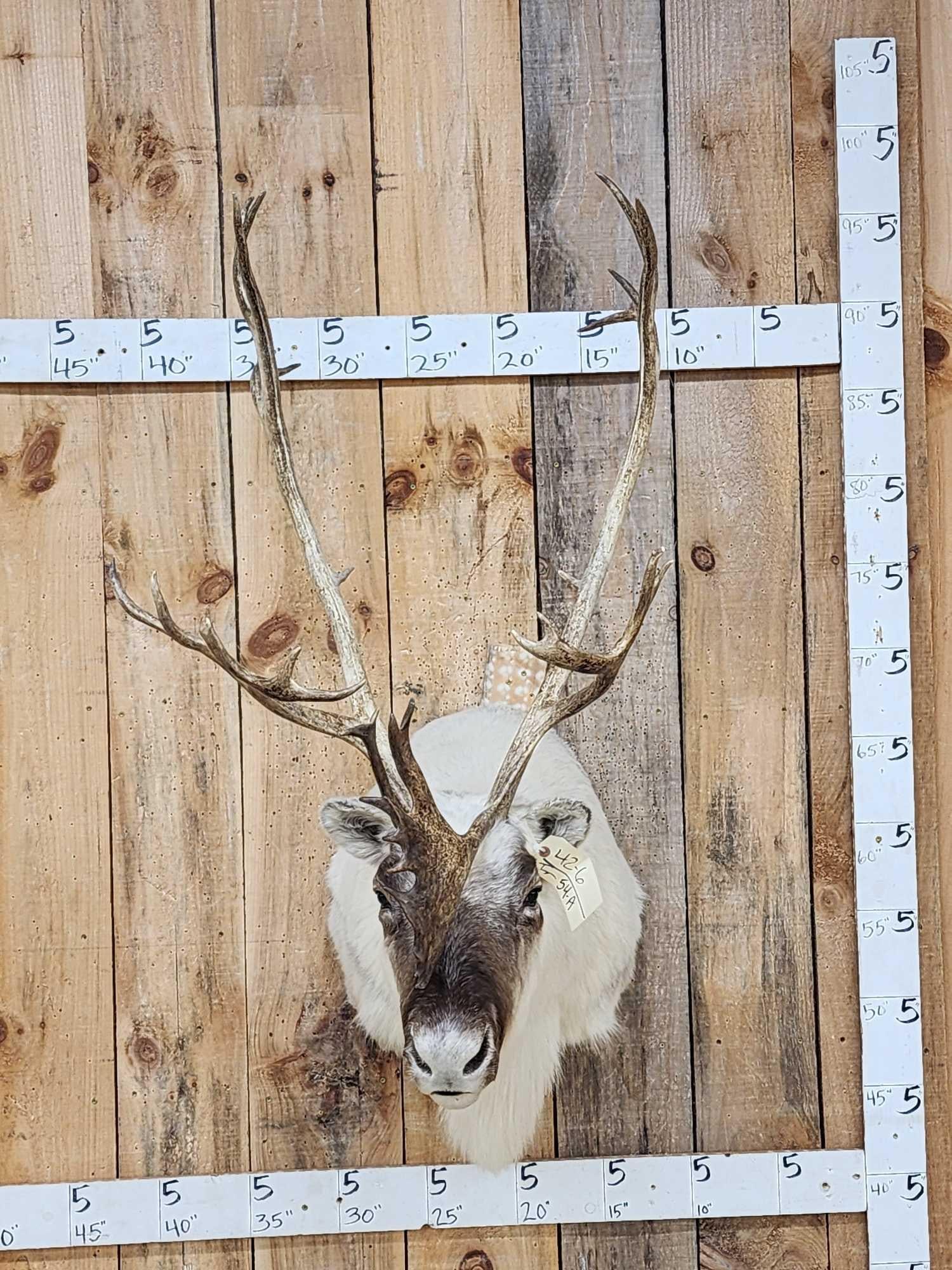 Peary Caribou Shoulder Mount Taxidermy (1 of 7)