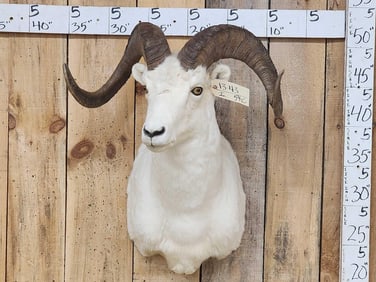 Beautiful Alaskan Dall Sheep Shoulder Mount Taxidermy
