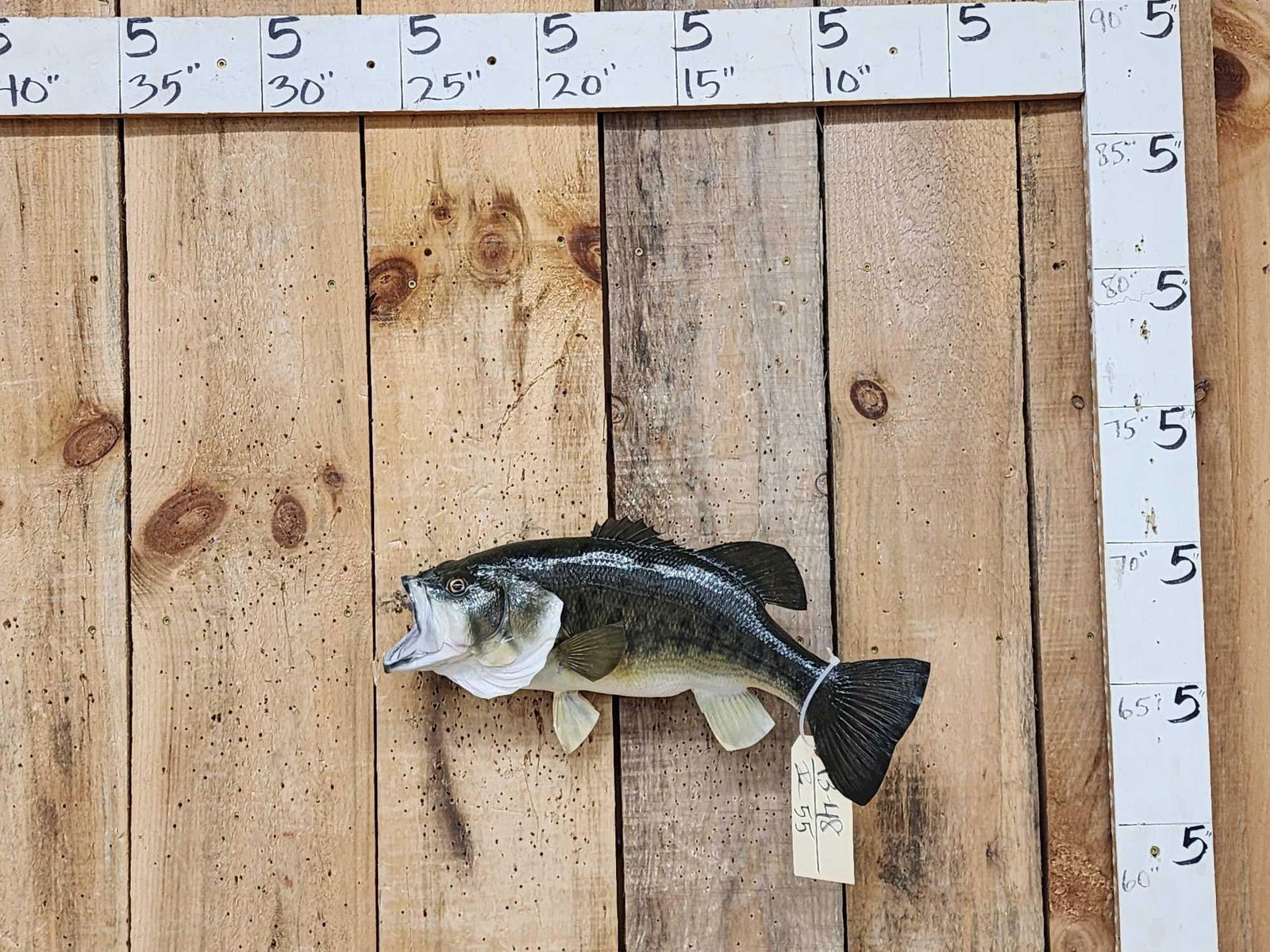 18" Largemouth Bass Real Skin Fish Taxidermy (1 of 4)
