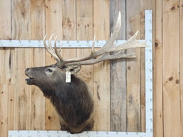 Nontypical 6x7 Bugling Elk Shoulder Mount Taxidermy