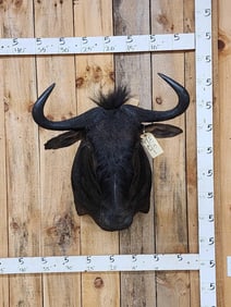 African Blue Wildebeest Shoulder Mount Taxidermy