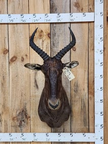 African Tsessebe Shoulder Mount Taxidermy