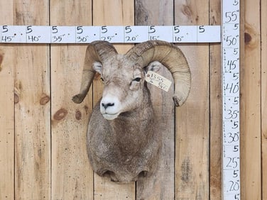 Rocky Mountain Bighorn Sheep Shoulder Mount Taxidermy