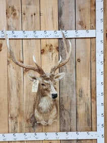 Rusa Deer Shoulder Mount Taxidermy